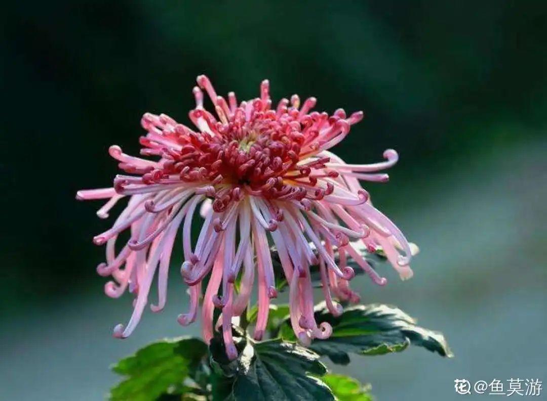 再穷也要养长寿花,寓意好、开花美,养人又养家!