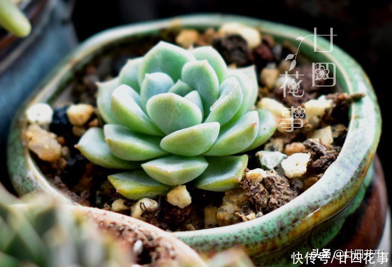 好心|多肉上盆后，新手喜欢拔苗助长，以为是“好心”，结果肉肉没服盆