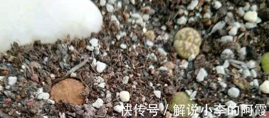 合理配置颗粒土比例，多肉上色快控型好，不伤根状态佳