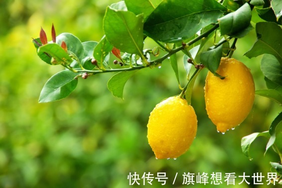 药膳|夏季药膳的小知识