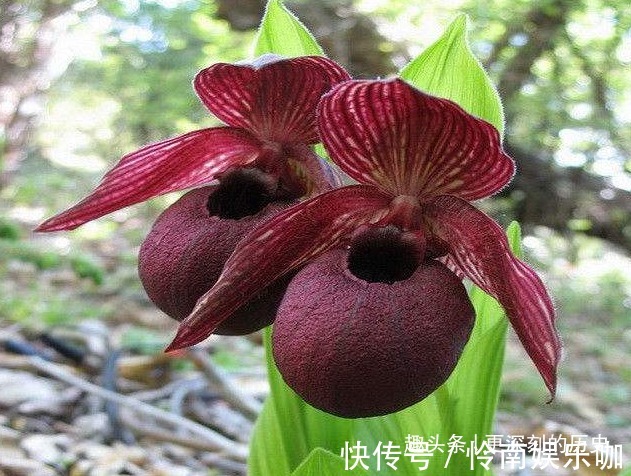 此花叶片姿态高雅,别致的花姿具有着奇特的美感,寓意为无邪之花