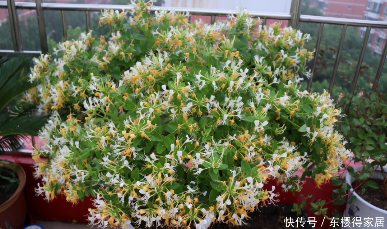 阳台养花,到了春天选什么盆栽好?牡丹、金银花、长寿花