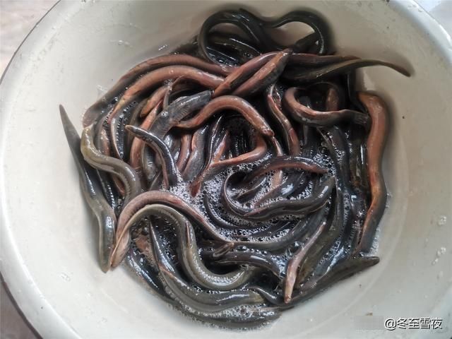 这个鱼被赞为“水中人参”，教你东北做法，不煎不炸，鲜嫩可口