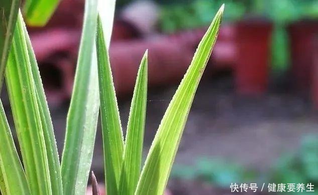 兰花新芽最怕什么兰友就是这四害!