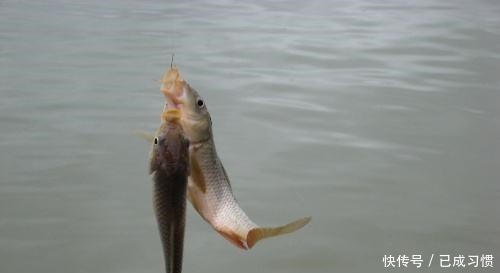 大蒜|用大蒜和药酒就可以做出来的爆护饵料,到哪里钓鱼都不会空军!