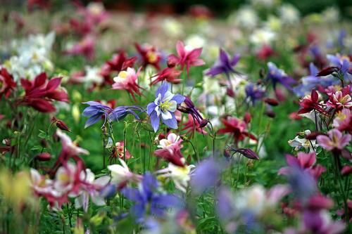 成都一处与“五”有缘的景点，由五个主题景区组成，种植五类花卉