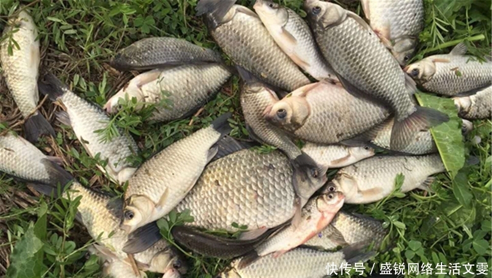 高温|夏季高温气压低,鲫鱼容易出现轻口,做几个调整,天气不好也上鱼