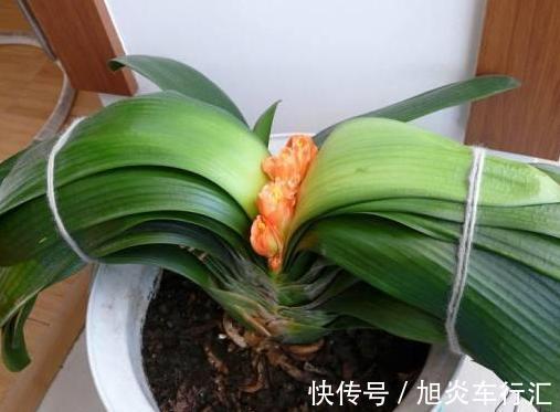 想观花赏叶就盆栽君子兰，学会播种、分株，养一盆得多盆