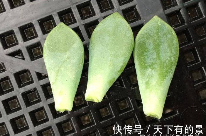 叶片|养多肉厌倦了不停地买？那内部挖潜自己叶插吧！秋天正是最佳时机