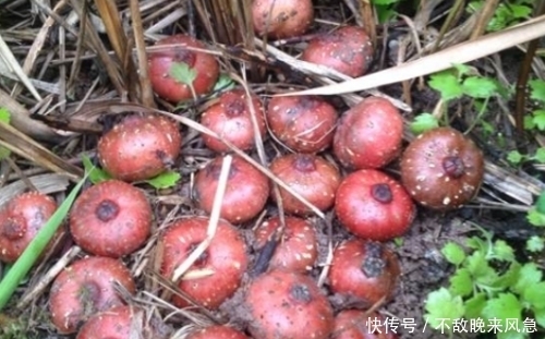 保护|女人常吃此物,保护卵巢,子宫越来越健康!看见一定要摘回家!