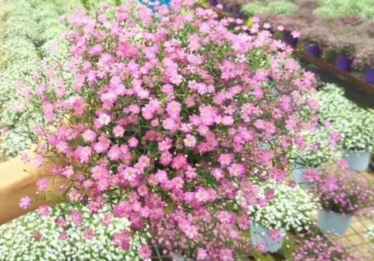 不会养花?就那选择”几种花“,好养易爆盆,惊艳如花球,美翻了