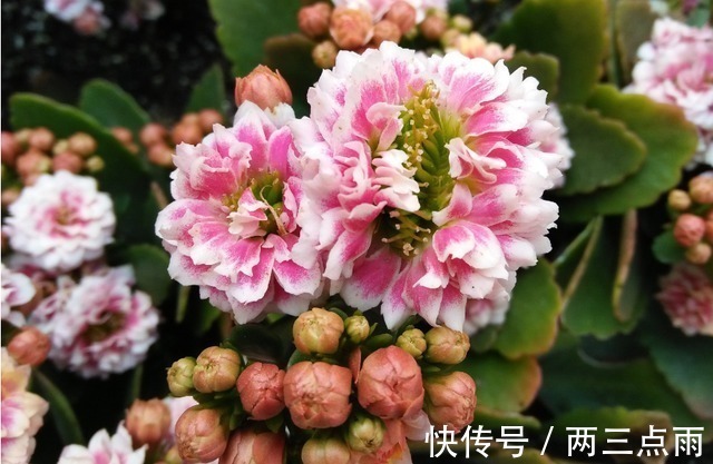 多肉|这4种花天生就是“穷命”,住不了大花盆,喝不了太多水,很好养