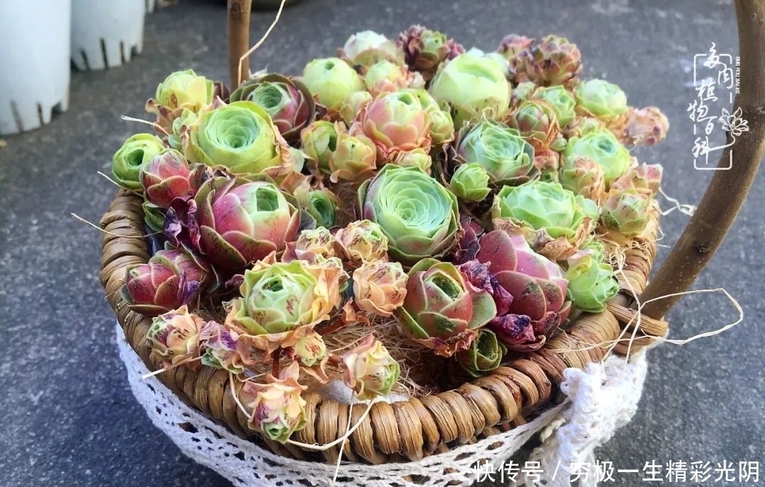 山地玫瑰的那些事儿关于养护过程中遇到的灵魂18问