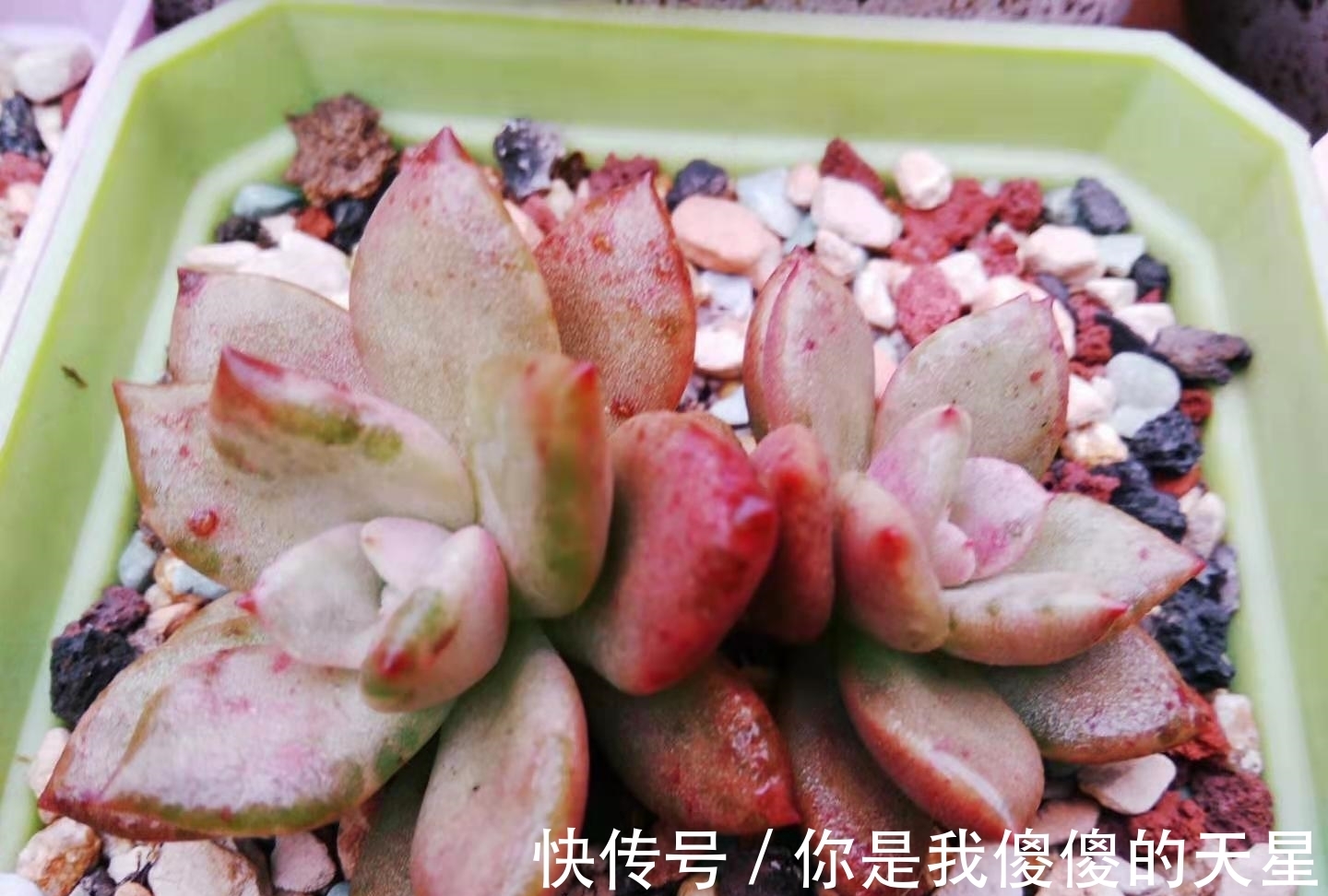 放在楼顶的多肉虽有轻微冻伤,但问题不大,目前依然还在坚持露养