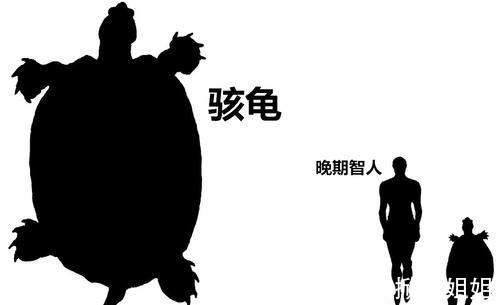 天敌$西游记的载人巨龟真实存在?子弹打不穿乌龟壳,全球只有一种天敌