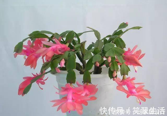 花蕾|蟹爪兰这么浇水,不仅不死,反而长的更好了