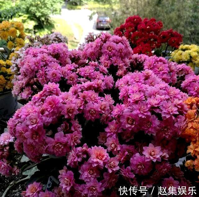 长寿花干瘪瘪改了3个小错误,新芽嗖嗖窜,爆花很简单