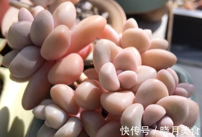 多肉戴伦和艾伦,虽名称相近,但一个养护至今,另一个则早已淘汰