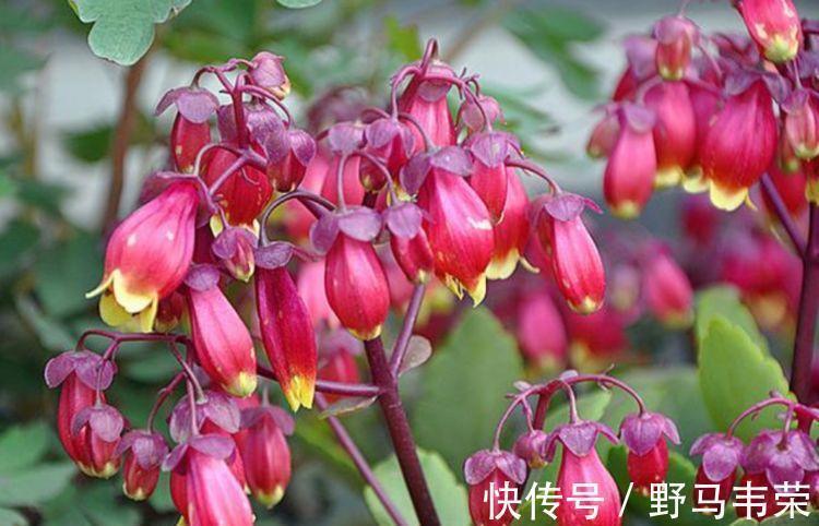 几款小花,便宜又好养,花开香飘溢满屋,超温馨的