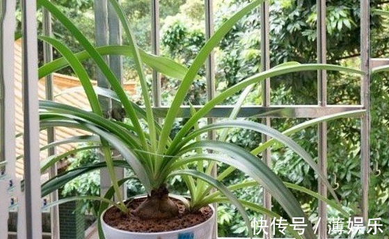 栽种|朱顶红光长叶子不开花,做好6点,轻松开爆盆!