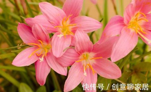 戈壁|8月10日-8月21日，庭院选这几款花，便宜又好养，花色美轮美