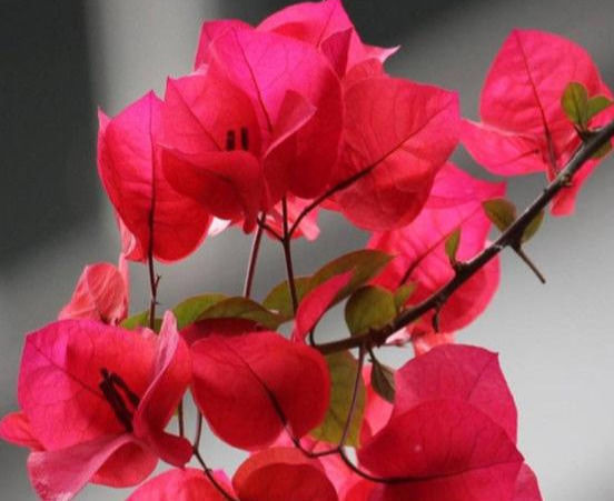 修剪|三角梅的养护方法全在这里,赶快看看,超级实用