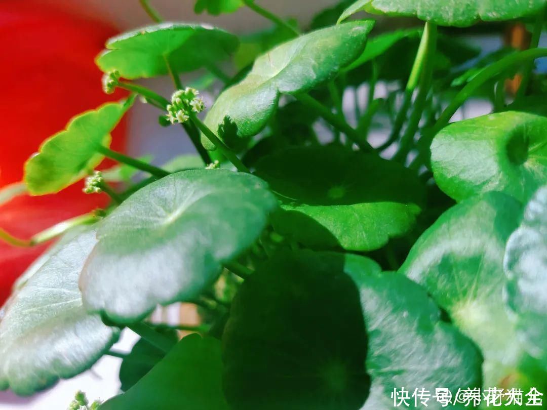 花苞|3种花，开花就会死，长花苞就赶紧剪掉