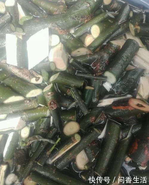 再萎蔫难养的花,盆里浇1勺水,根系健硕,花开更加旺盛