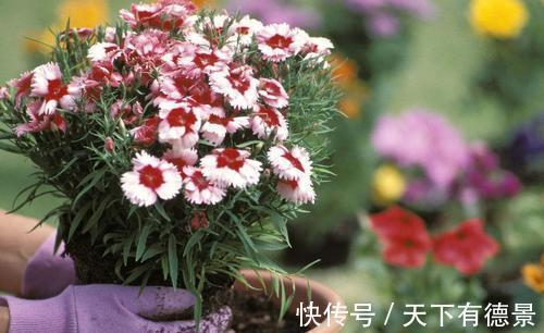 死亡|高温天买花的2个缓苗小技巧，能让花卉适应家庭环境，不容易死亡