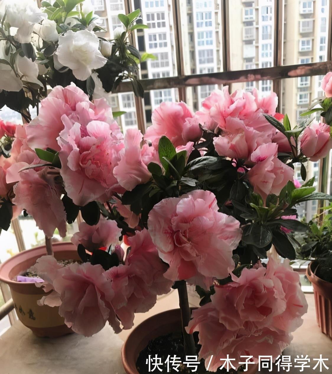 养花|这3种“漂亮花”，只能浇水，不能喷水，喷一喷都是短命鬼