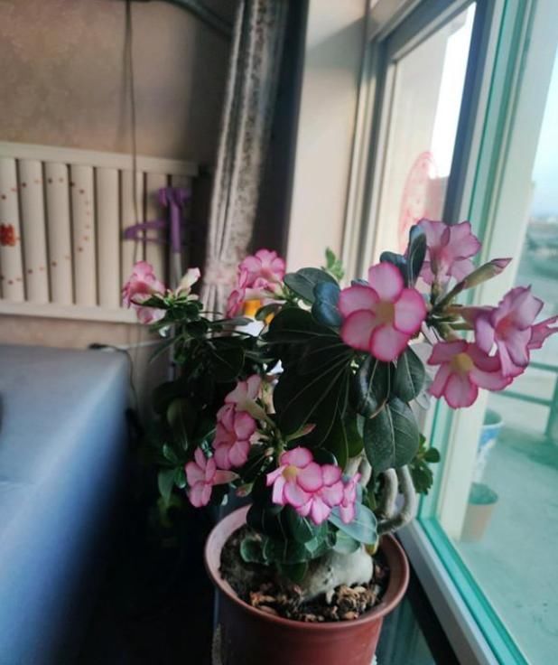 此花是世界名花,开花频繁,种植简单,室内也能养,还可做盆景树