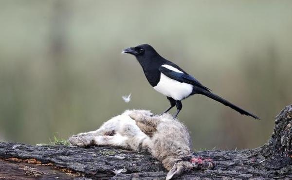 俗语“山上不捡肉,水中不捡鱼”,有道理吗?老祖宗的话值得一看