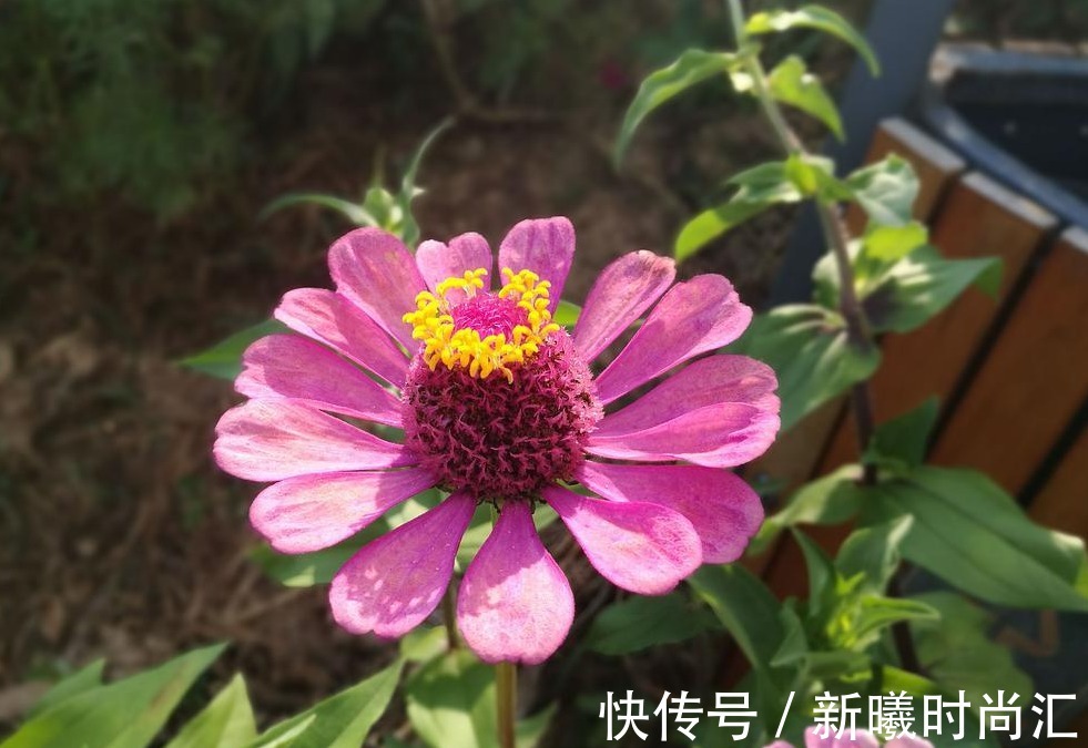 天热养花不能错过的3种向阳植物,每一个都是沾土即活