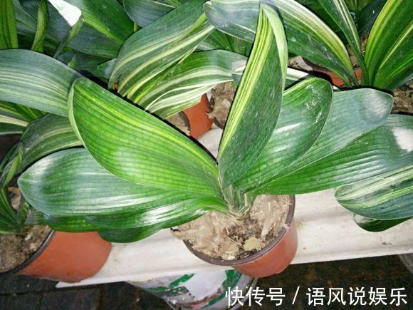 花盆|君子兰不开花此2种“废料”丢盆里，花苞不断冒，开花100天