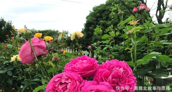 牡丹|她花10元买了一种花，随意栽种在花园里，历经2年，开花惊艳全场！