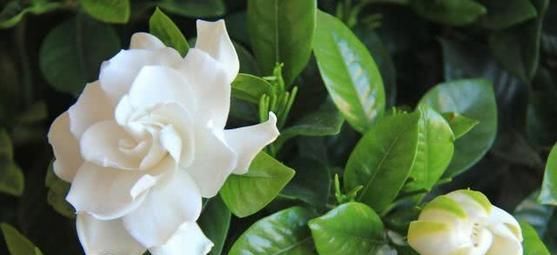 栀子花就是个老酒鬼，用了啤酒叶子更绿，开花洁白香味清新