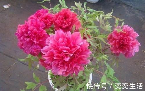 骨粉肥|什么松针土、腐叶土都不如这种土,土壤疏松又肥沃,养啥都爆盆