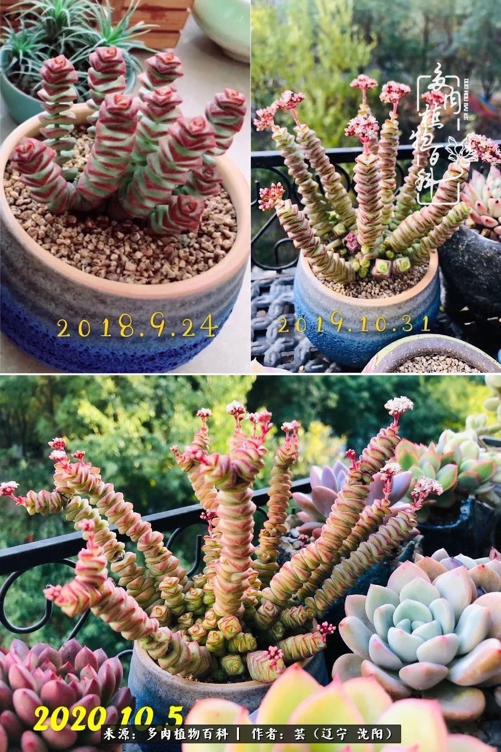 血罗|万物皆有灵性，一年四季有多肉陪伴真好！