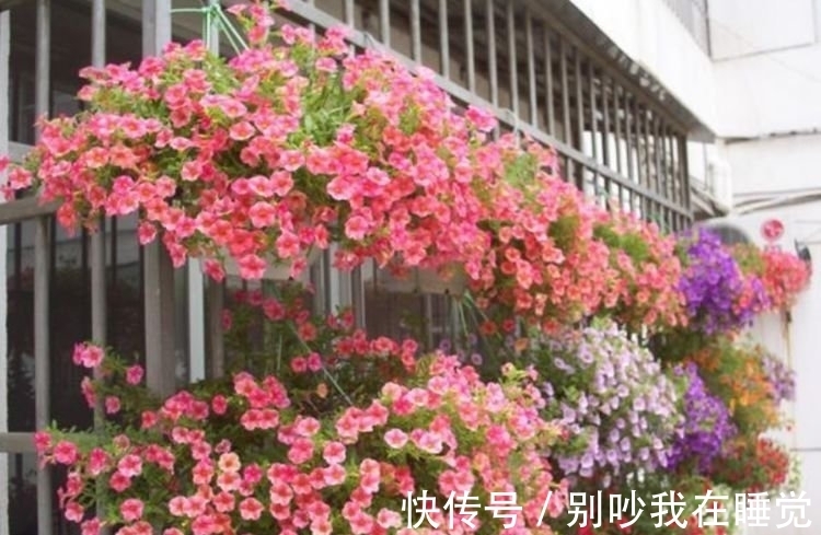 养花就养个花期长的,花姿妖娆,四季繁花似锦,美