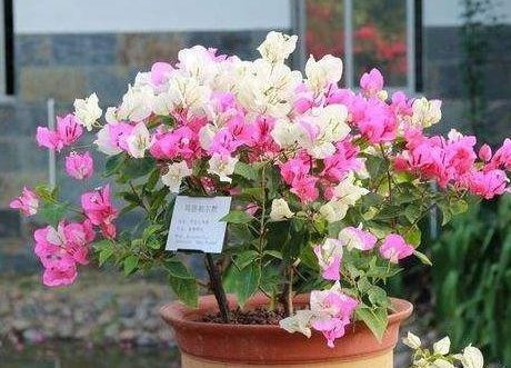 三角梅|三角梅、蟹爪兰生根慢,只需套上“塑料袋”,15天能长出小白根