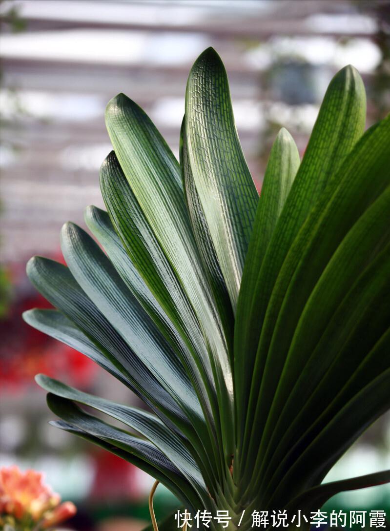 富贵|适合客厅养的5种漂亮花,喜庆大气又吉祥,幸福感满满