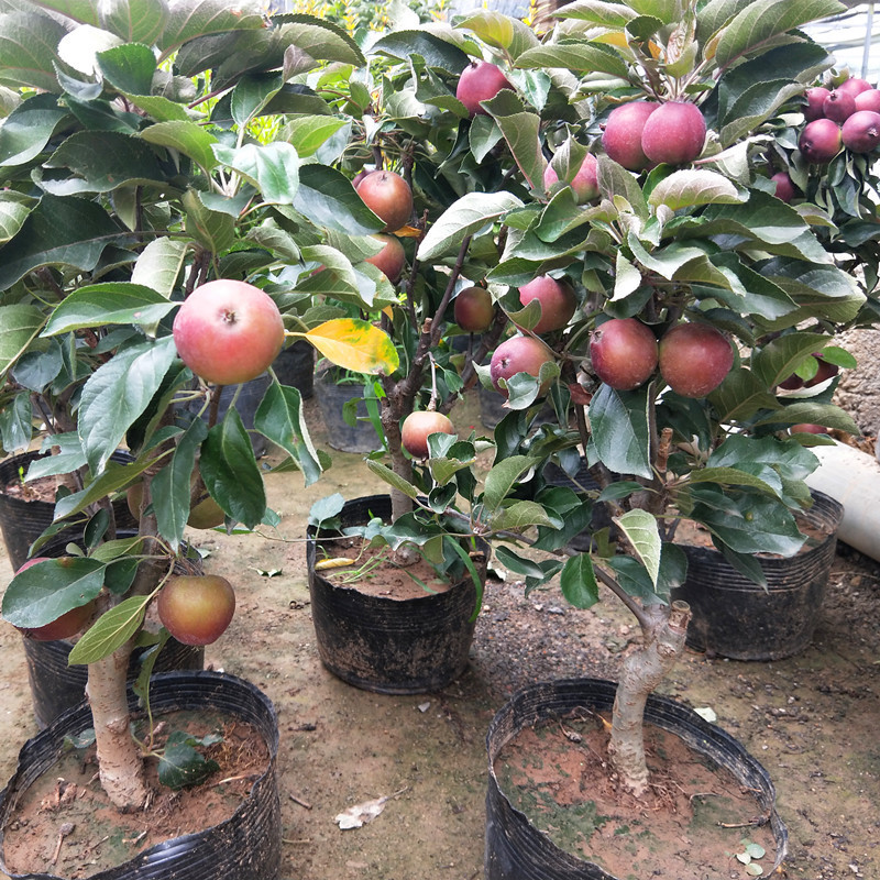 苹果树做“盆景”太美了,养客厅“档次高”,关键能吃苹果