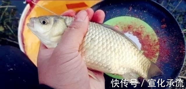 钓法|野钓最容易爆护的钓法,下钩几分钟就上鱼,没五年野钓经验玩不动