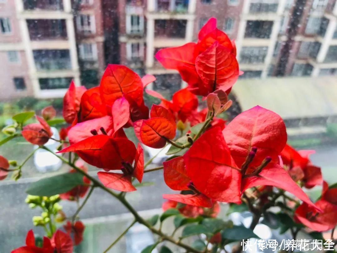 花苞|天热了，20种花最怕浇水，浇得越多，死得越快