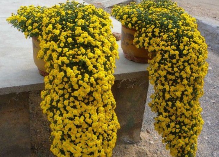 喜欢菊花,不如养盆“菊之珍品”,开花爆成花海,美娇娘