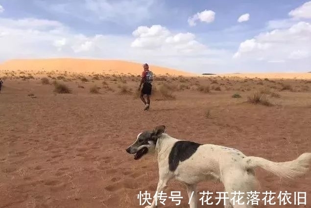 主办方|奔跑在撒哈拉沙漠地狱马拉松的一只狗