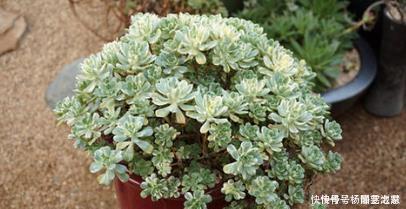 6种大型多肉植物,颜值高好养护,阳台种一盆,大气上档次!