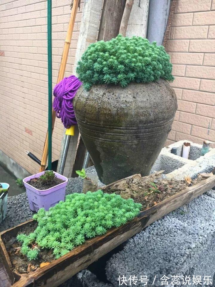 坛子|他用菜坛子种多肉，1分不花，呼呼长成“大米饭”！