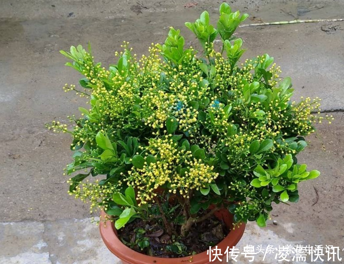 新买的米兰花,没多久就黄叶,需要注意“2点”就能避免