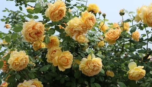 生病|5种月季花,号称开花机器,几乎不生病,新手也会养